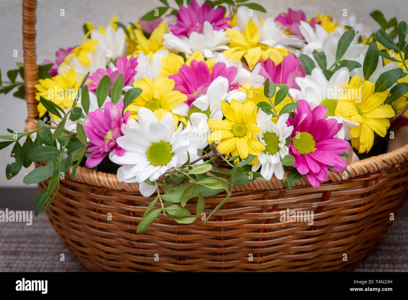 Beautiful Colorful Chrysanthemum Flowers In A Wicker Basket Stock Photo Alamy