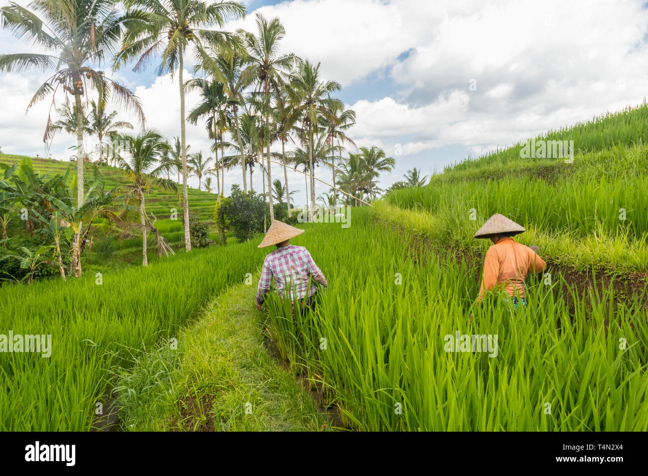 Female farmers working in Jatiluwih rice terrace plantations on Bali, Indonesia, south east Asia. Stock Photo