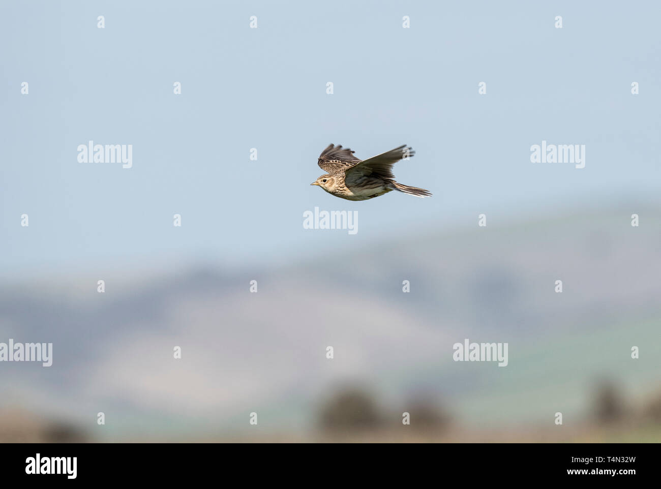 Flying Skylark (Alauda arvensis) Stock Photo
