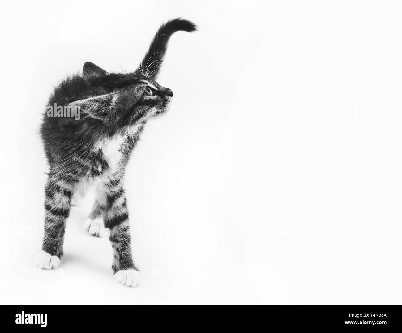 little gray kitty with ears pinned looks up, white background with copy space black and white photo Stock Photo