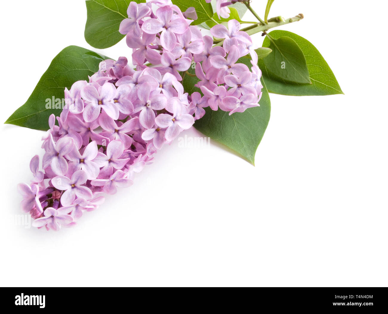 Lilac flower isolated on white background with sample text Stock Photo ...