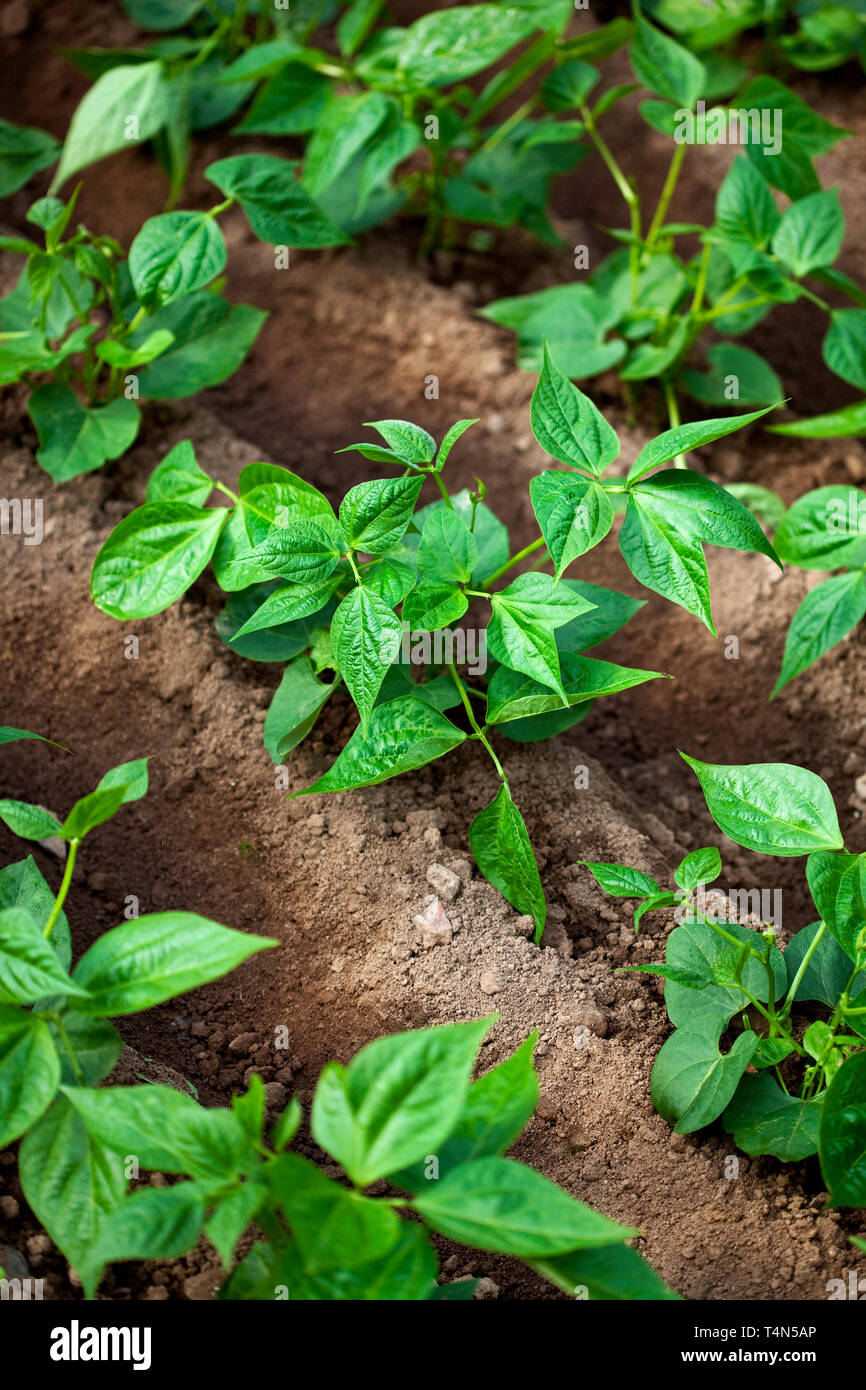 Green beans growing in the garden Stock Photo - Alamy