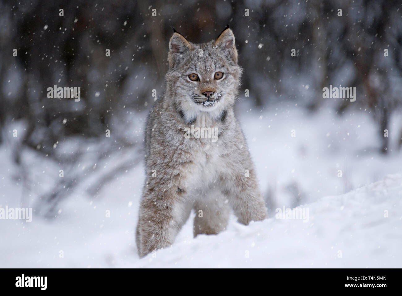 North America; United States; Alaska; Denali Park; Wildlife; Mammal; Cat; Lynx; Lynx canadensis; Kitten; Lynx Kitten hunting hares in early November. Stock Photo