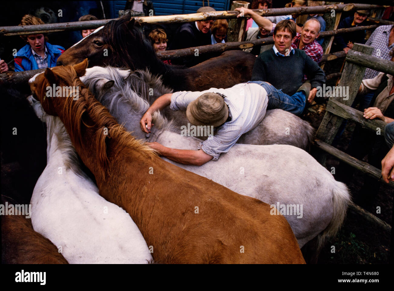 New Forest Pony round up in 1986 Photos show the annual round up or Drift of the New Forest Ponies in the the New Forest in Hampshire England in 1986. Stock Photo