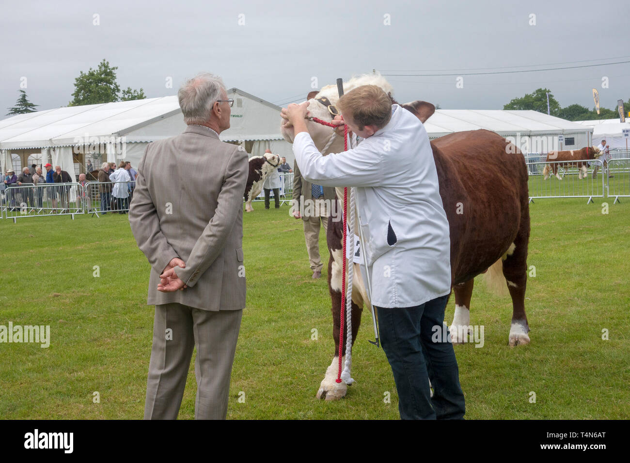 Cattle judging at the South of England Agricultural Show, Ardingly, Sussex, UK Stock Photo