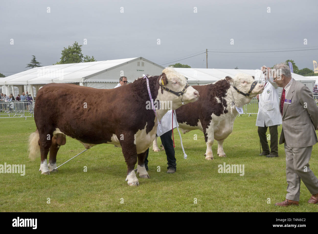 Cattle judging at the South of England Agricultural Show, Ardingly, Sussex, UK Stock Photo