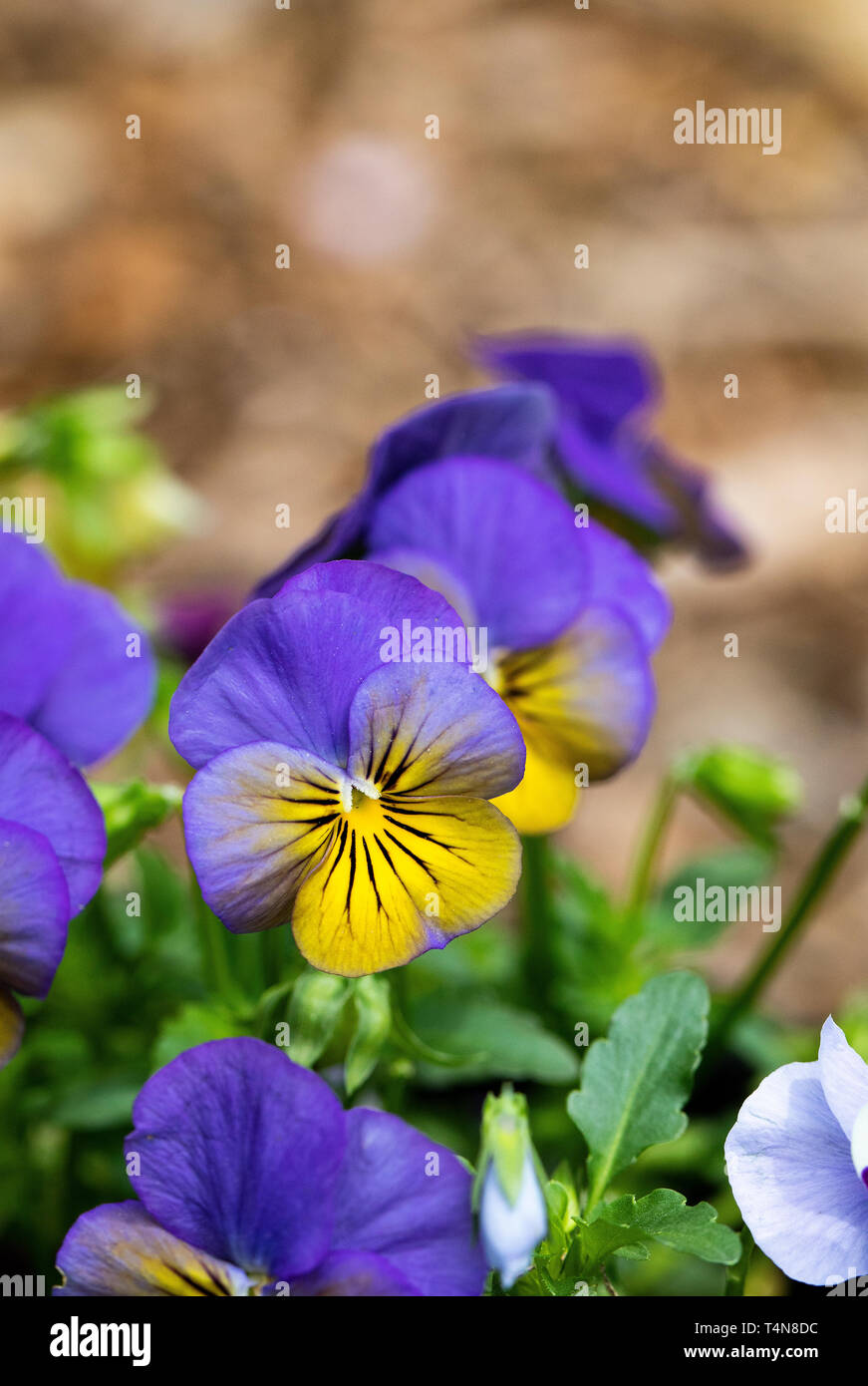 Purple and yellow blooms hi-res stock photography and images - Alamy