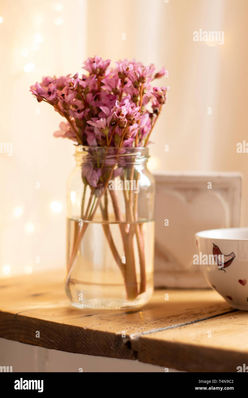 Pink Bergenia flowers in a clear glass vase on a wooden surface with a blurred bokeh background - flowers floral pink feminine Stock Photo