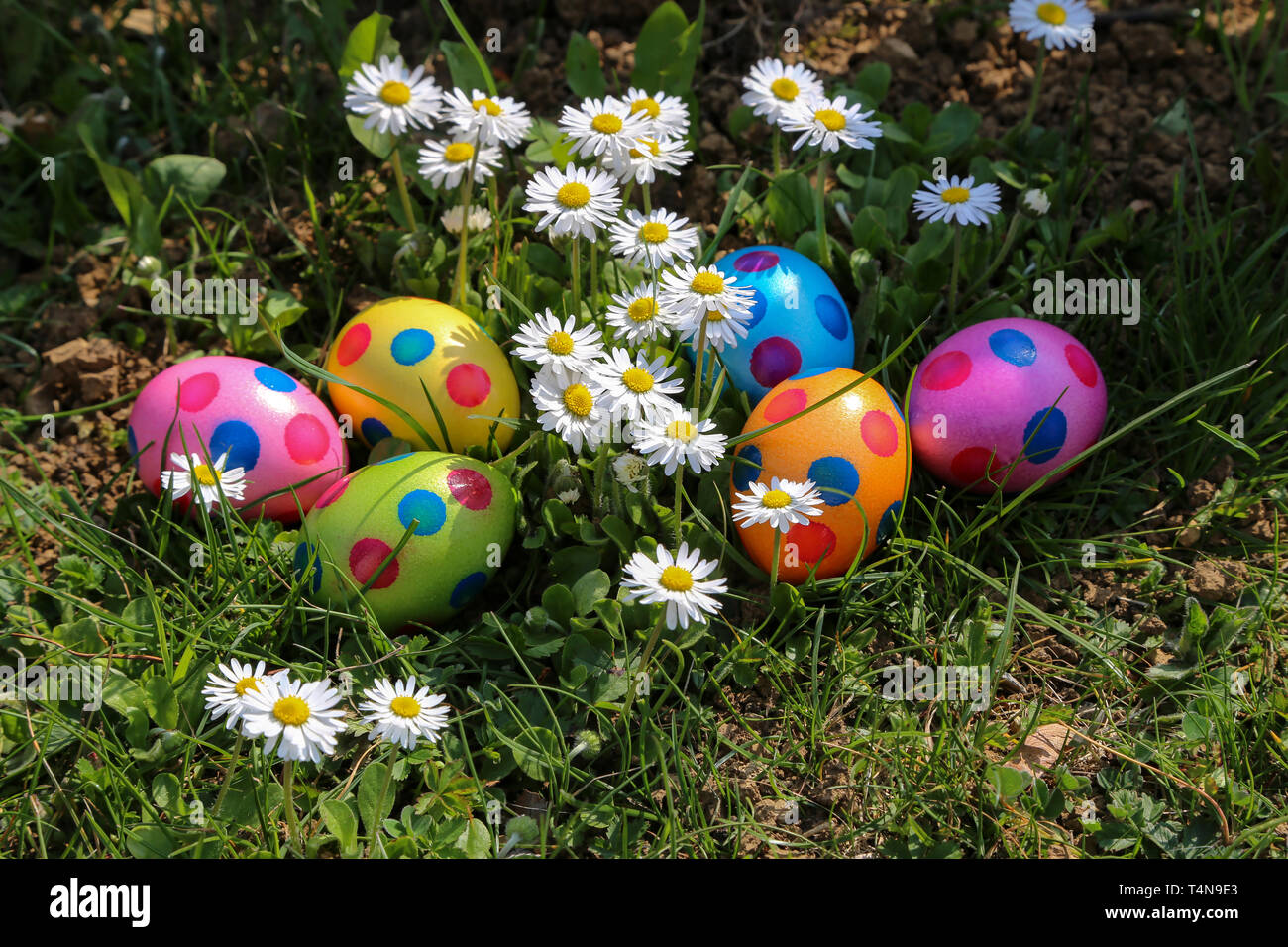 Easter traditions. Compositions with painted Easter eggs. Stock Photo