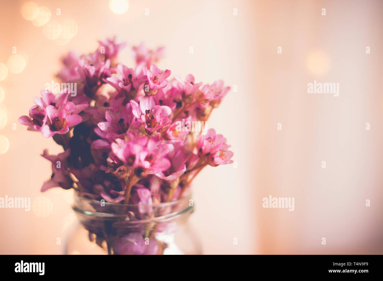 Pink Bergenia flowers in a clear glass vase on a wooden surface with a blurred bokeh background - flowers floral pink feminine Stock Photo
