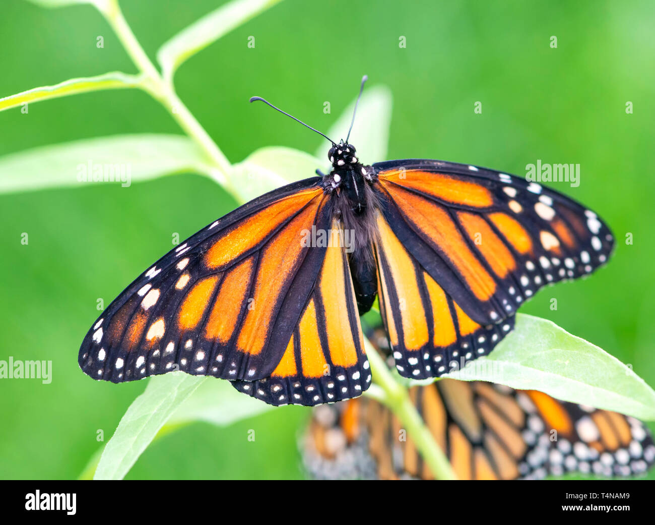 Monarch butterfly Danaus plexippus  female laying eggs on a milkweed plant Stock Photo