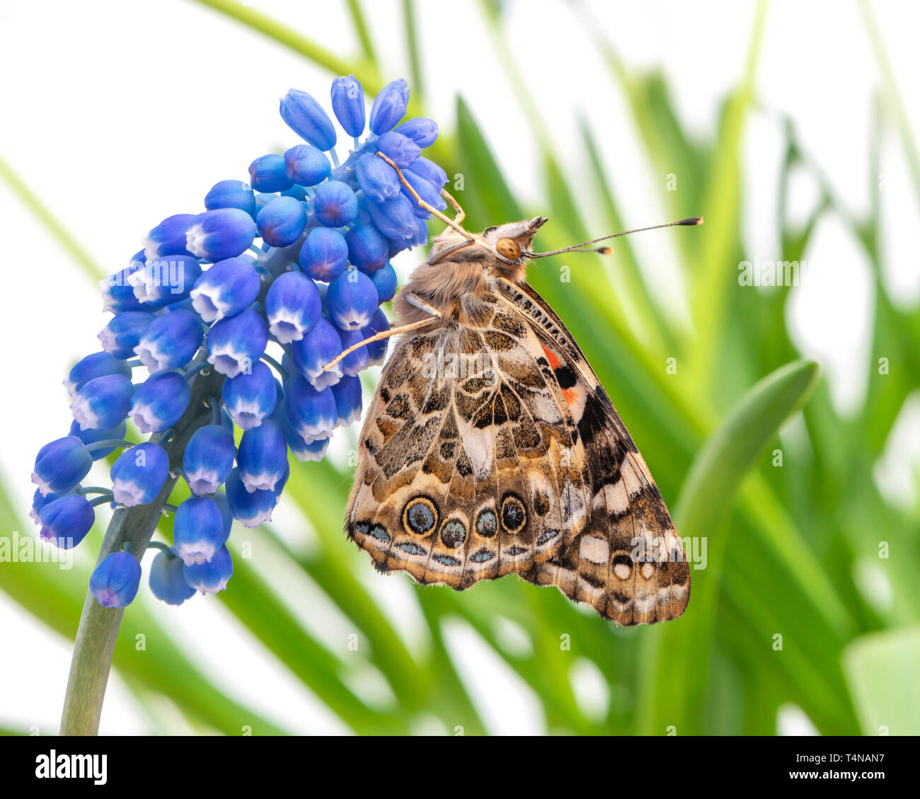 Painted lady butterfly resting on a grape hyacinth side view Stock
