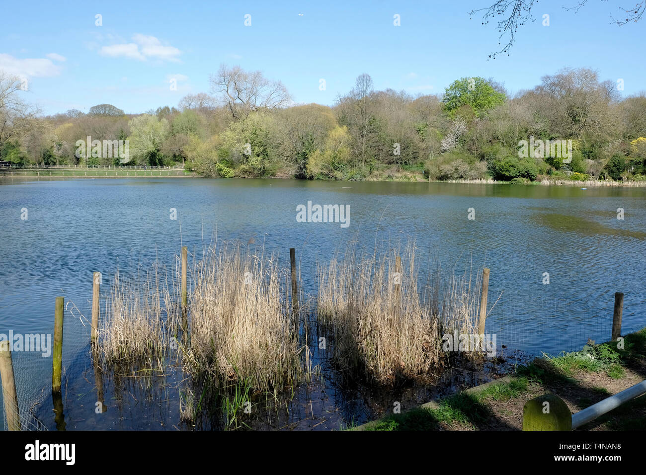 A general view of Hampstead Heath ponds Stock Photo Alamy