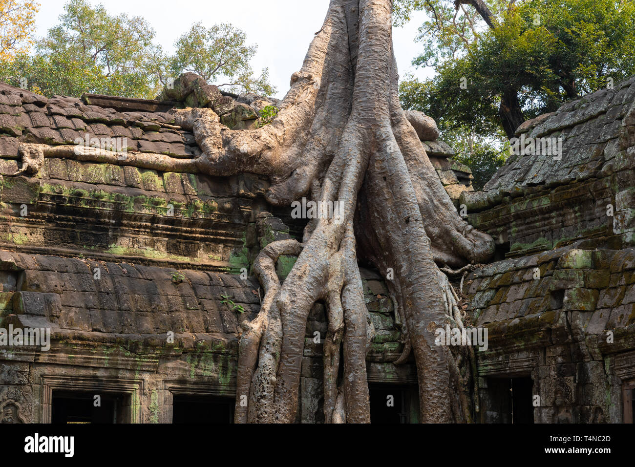 Ta Prohm temple: fig strangler tree growing on the roof of Ta Prohm temple close to the Banteay group in Angkor, Cambodia Stock Photo