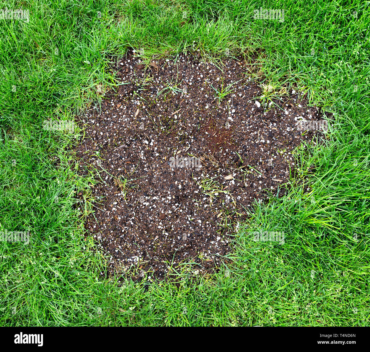 Repair patch on natural grass with morning dew Stock Photo