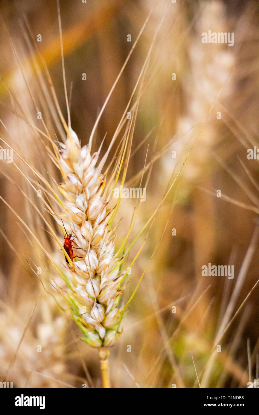 Green June Bug High Resolution Stock Photography and Images Alamy