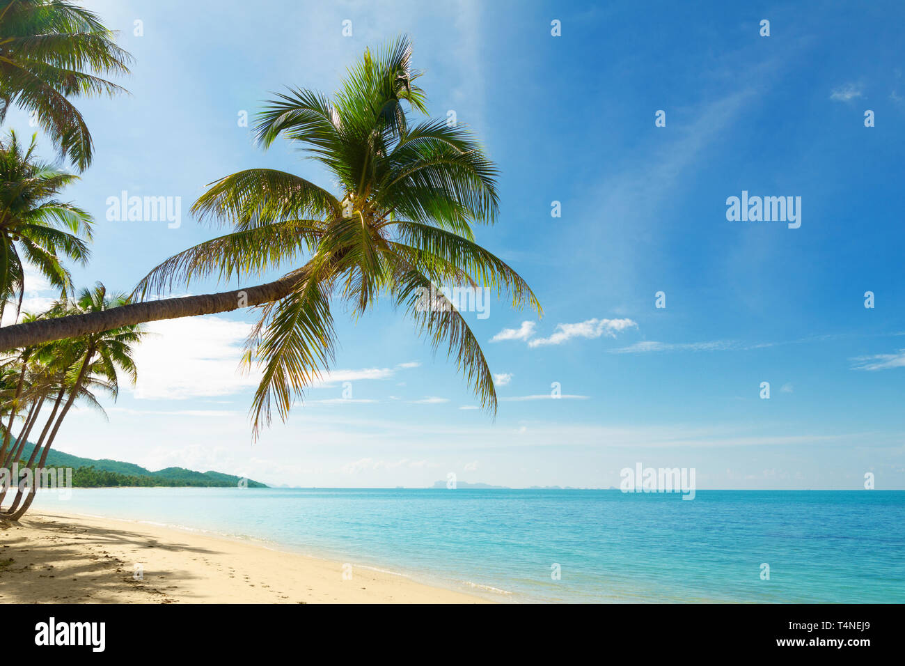 Tropical beach with coconut palm trees Stock Photo - Alamy