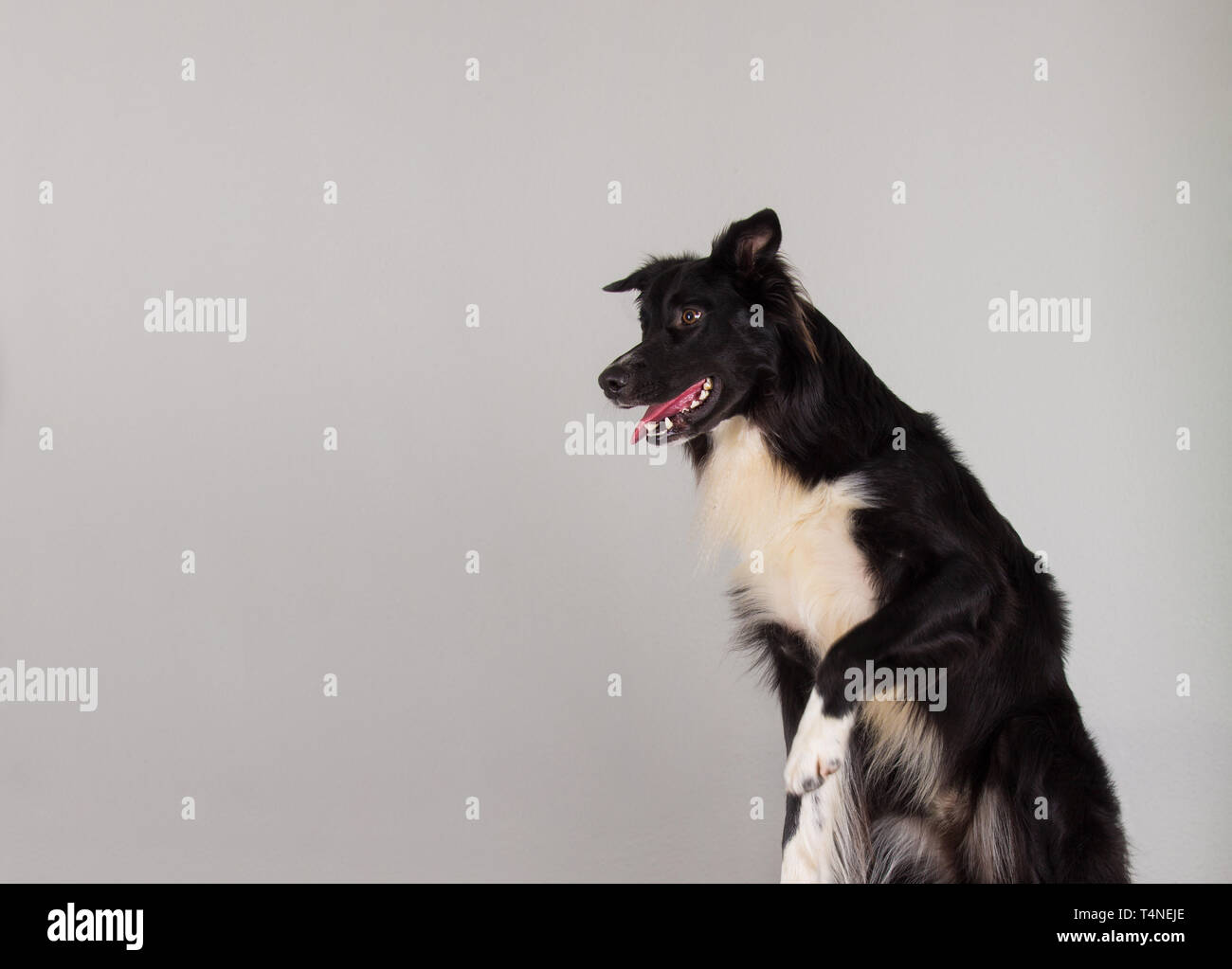 raising a border collie
