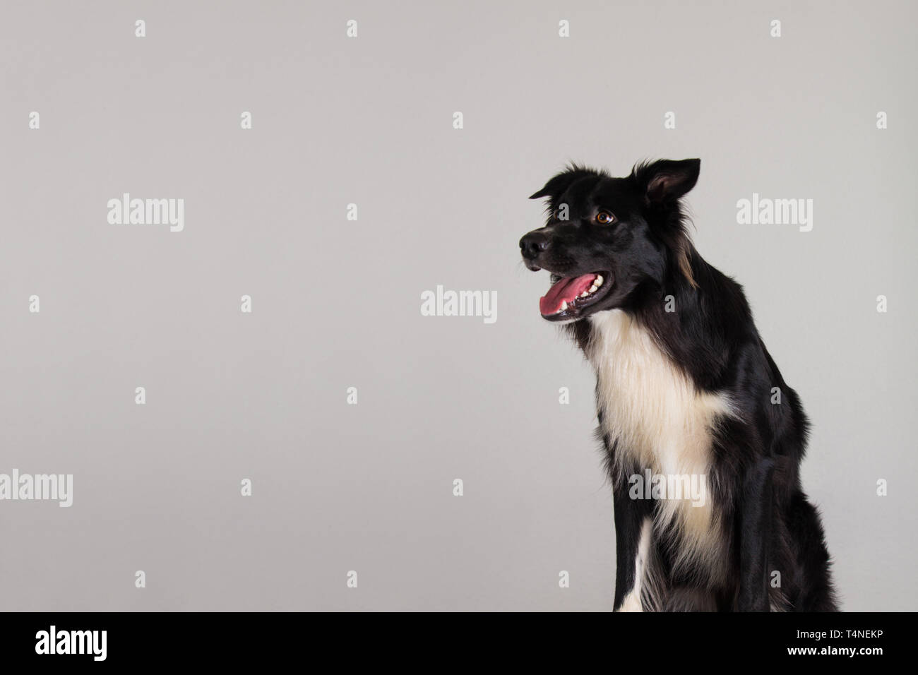 Closeup portrait of adorable astonished purebred Border Collie dog