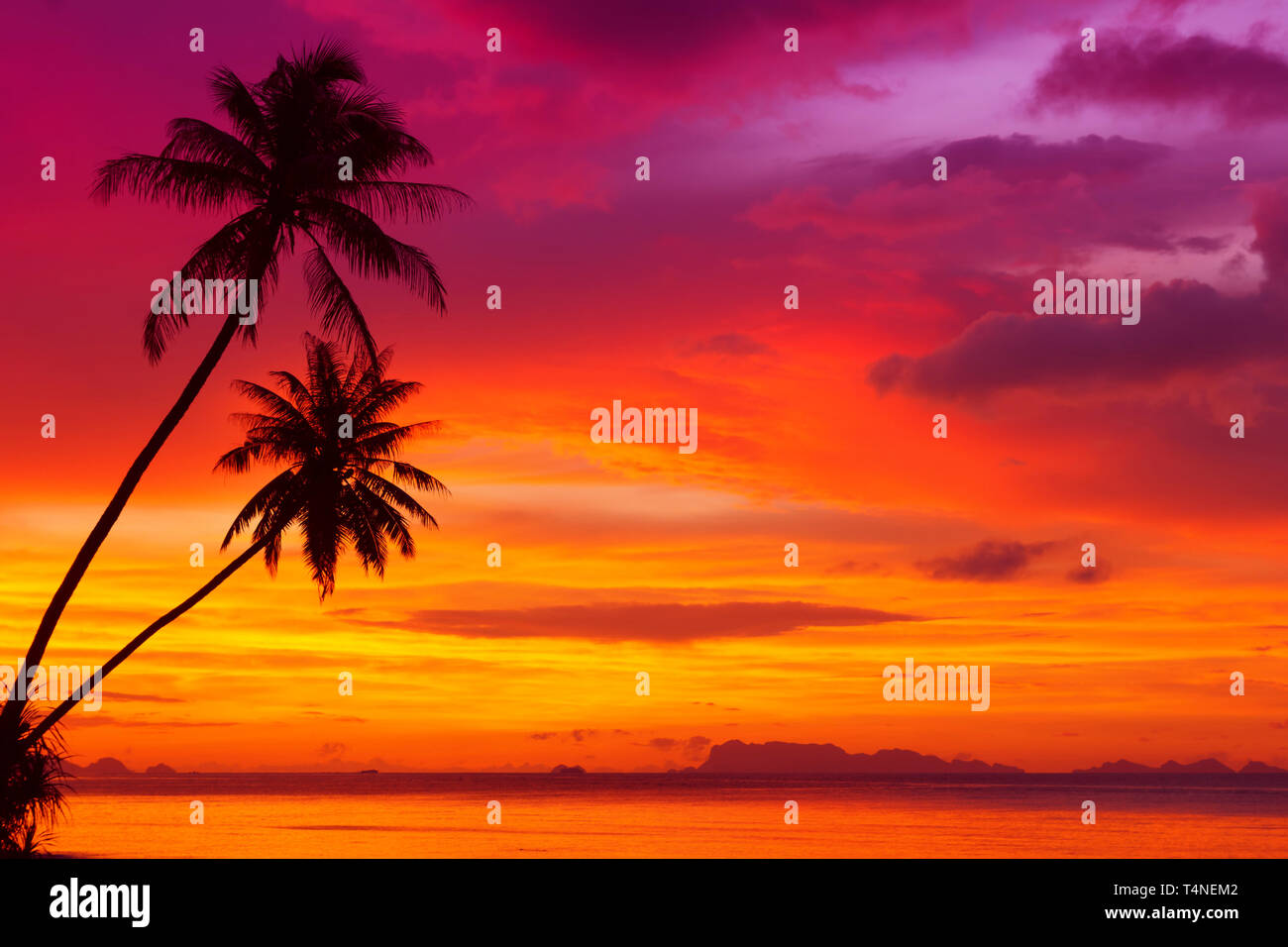 Two palm trees on sunset hi-res stock photography and images - Alamy