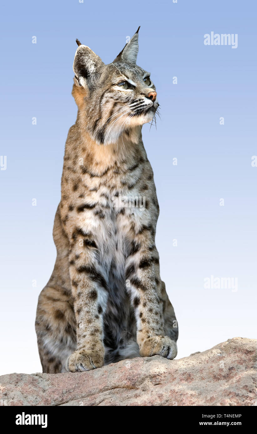 North America; United States; Arizona; Sonoran Desert; Wildlife; Mammals; Bobcat; Felis rufus. Stock Photo