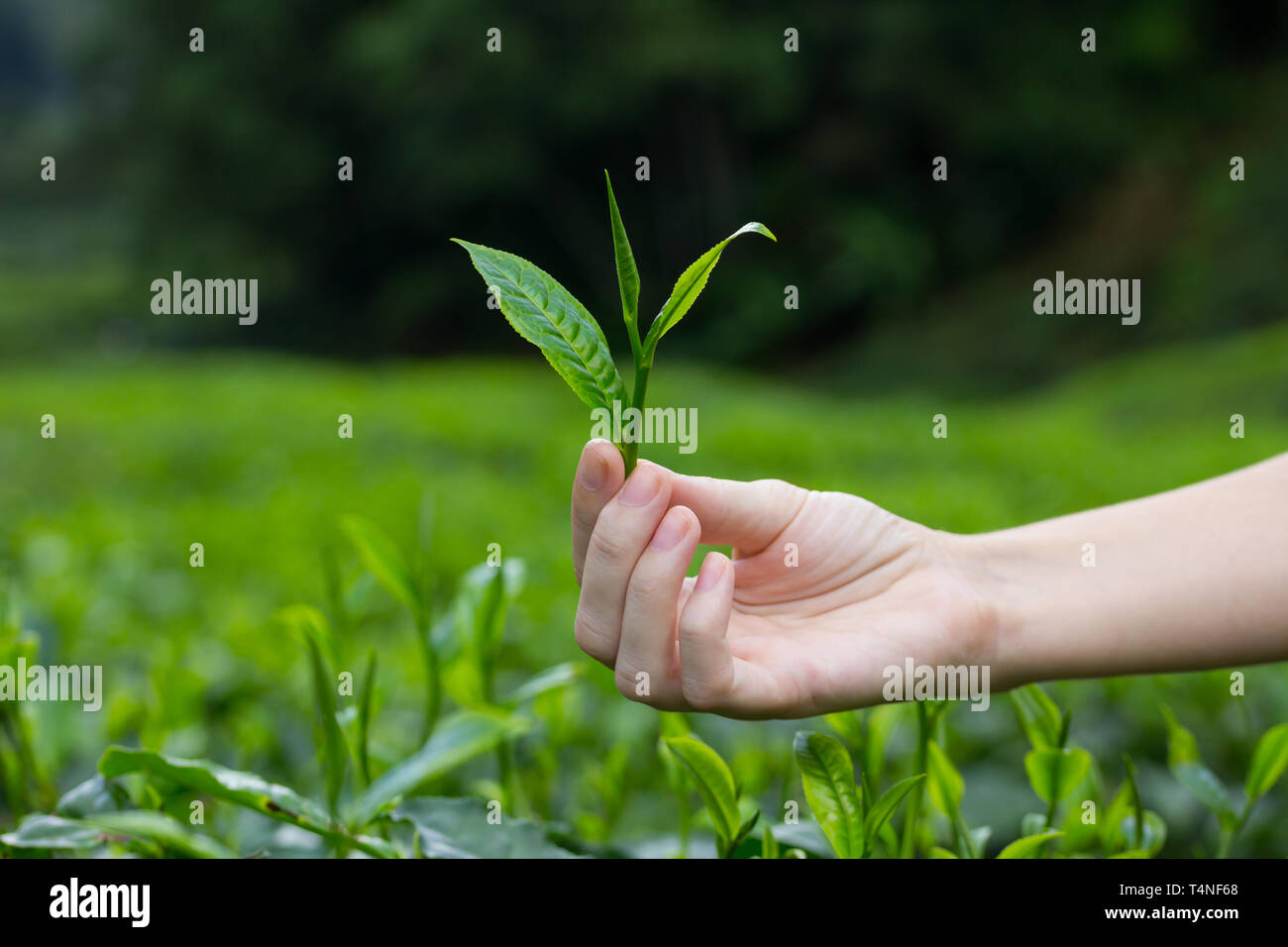 Hand Over Tea Hands holding tea leaves hi-res stock photography and images - Alamy