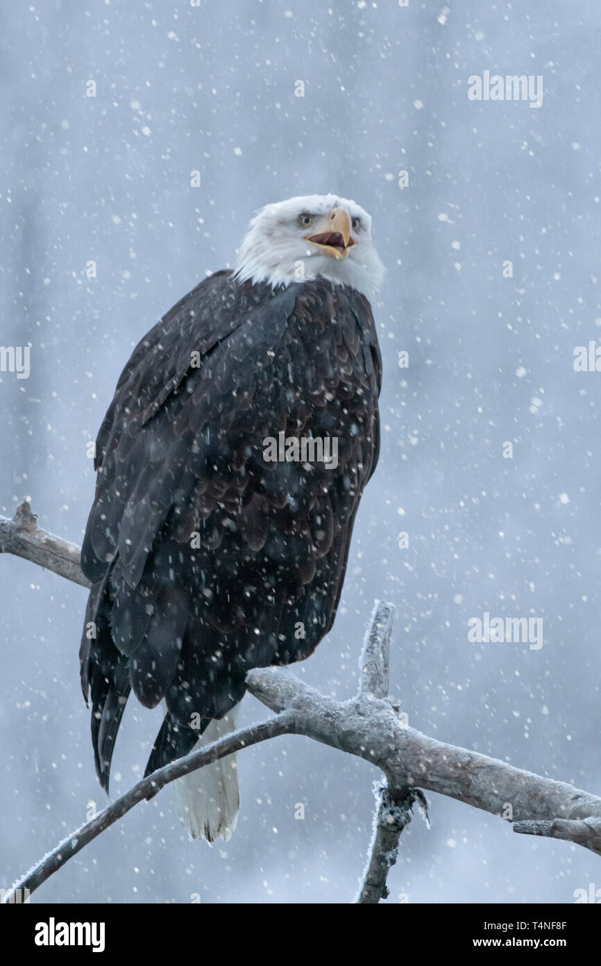 North America; United States; Alaska; Chilkat River; Wildlife; Birds; Predatory; Bald Eagle; Haliaeetus leucocephalus Stock Photo