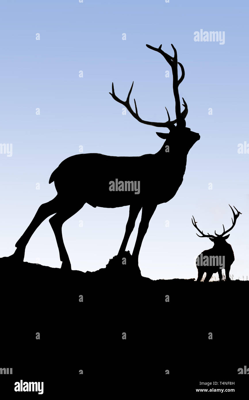 North America; Canada; Alberta; Wildlife; Mammals; Rocky Mountain Elk; Cervus elaphus; Autumn; Bull displaying Stock Photo