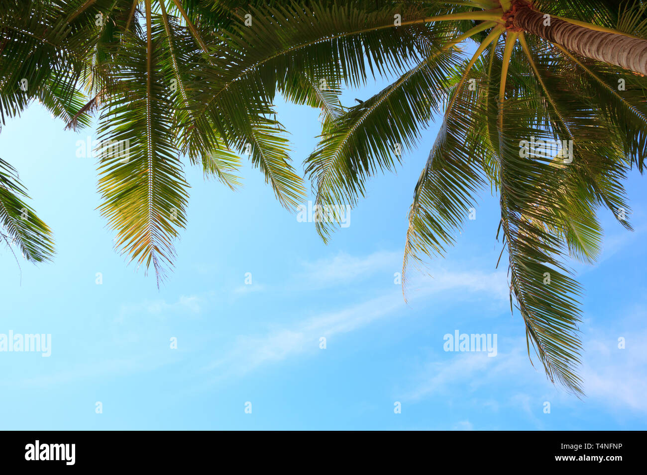 Palm trees over blue sky Stock Photo - Alamy