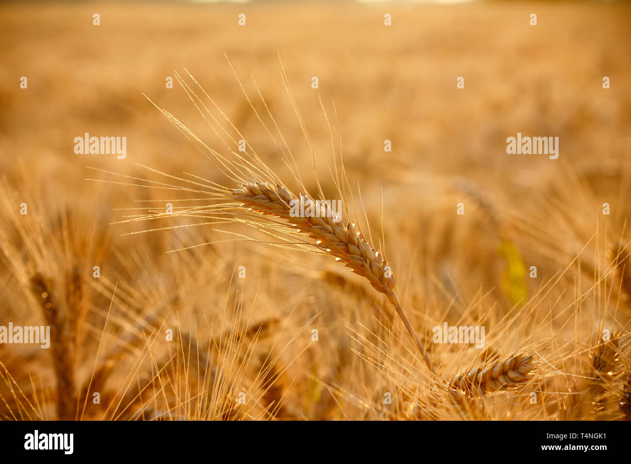 Wheat ear on field Stock Photo - Alamy