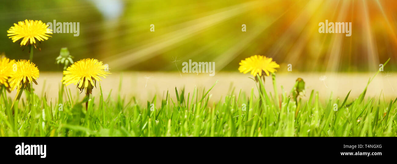 Dandelion foliage hi-res stock photography and images - Alamy