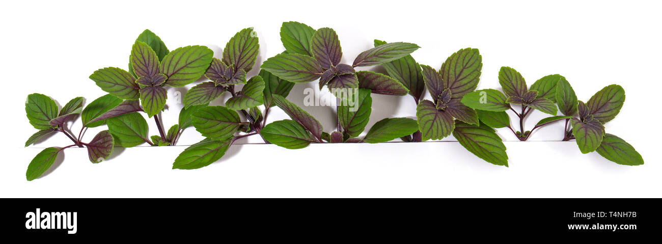 Purple Basil Panorama on white Background Stock Photo