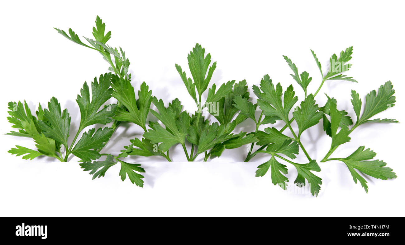 Fresh Parsley Panorama on white Background Stock Photo