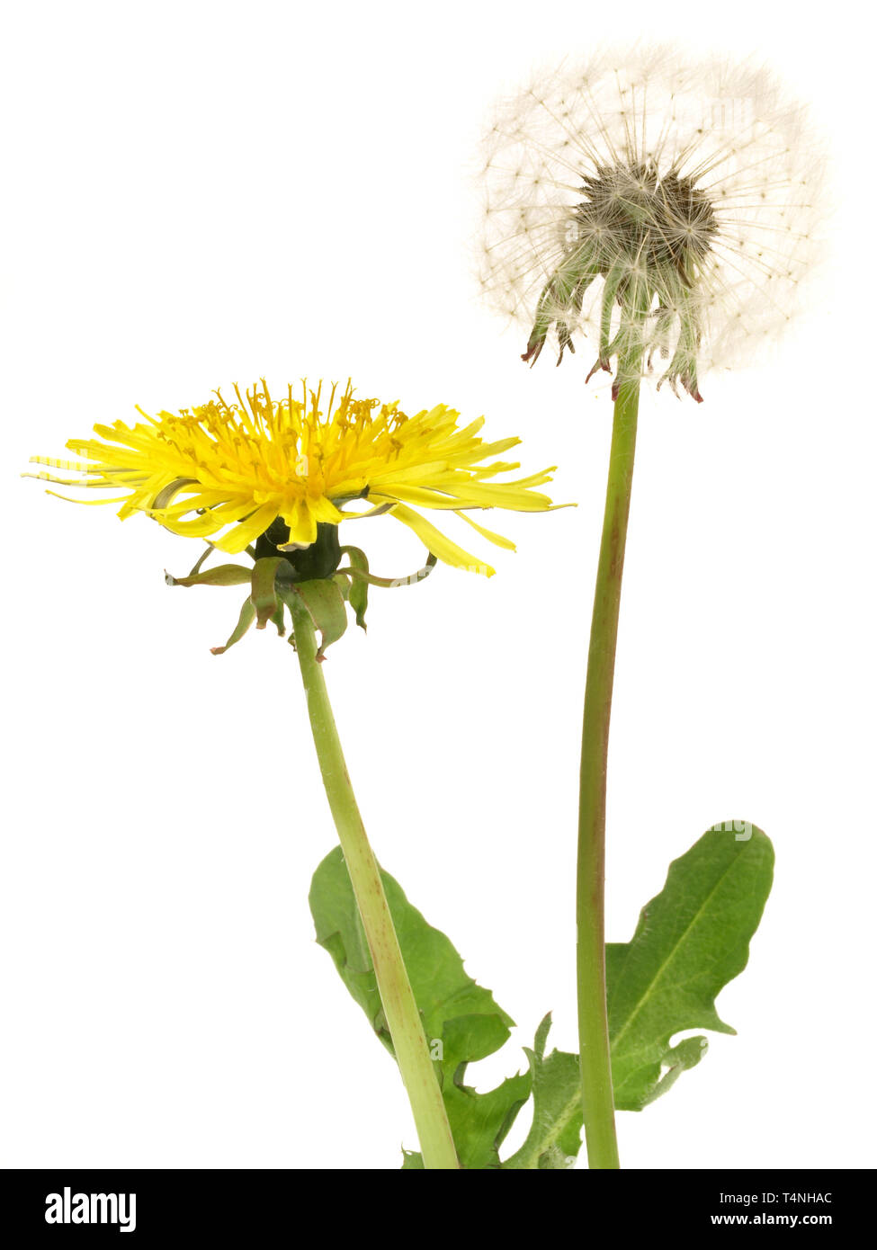 Dandelion Flower on white Background Stock Photo - Alamy