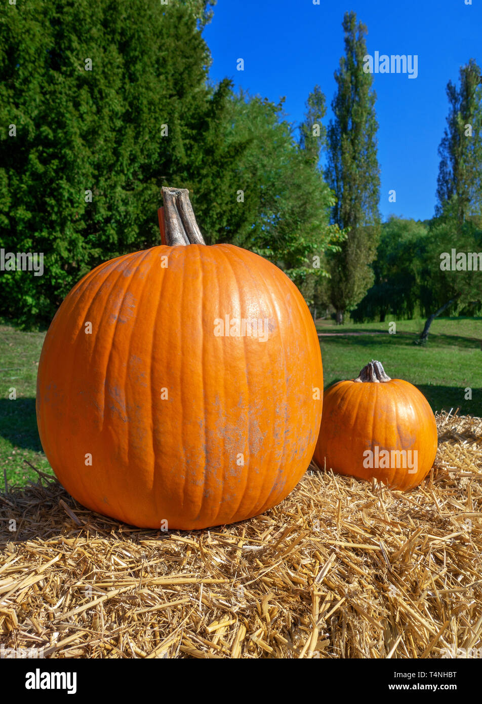 Two pumpkins on straw Stock Photo