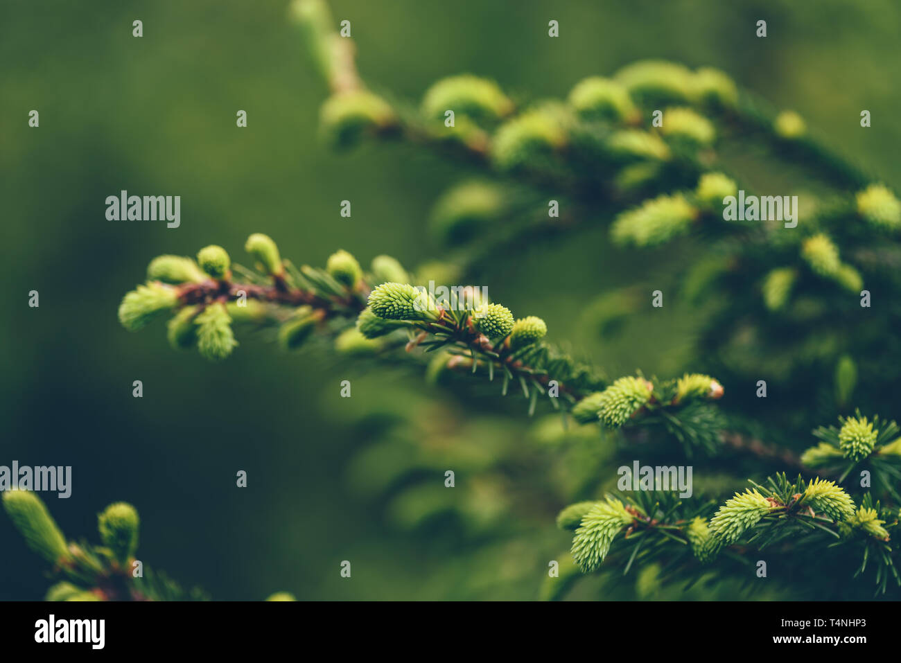 Pine tree fir forest hi-res stock photography and images - Alamy