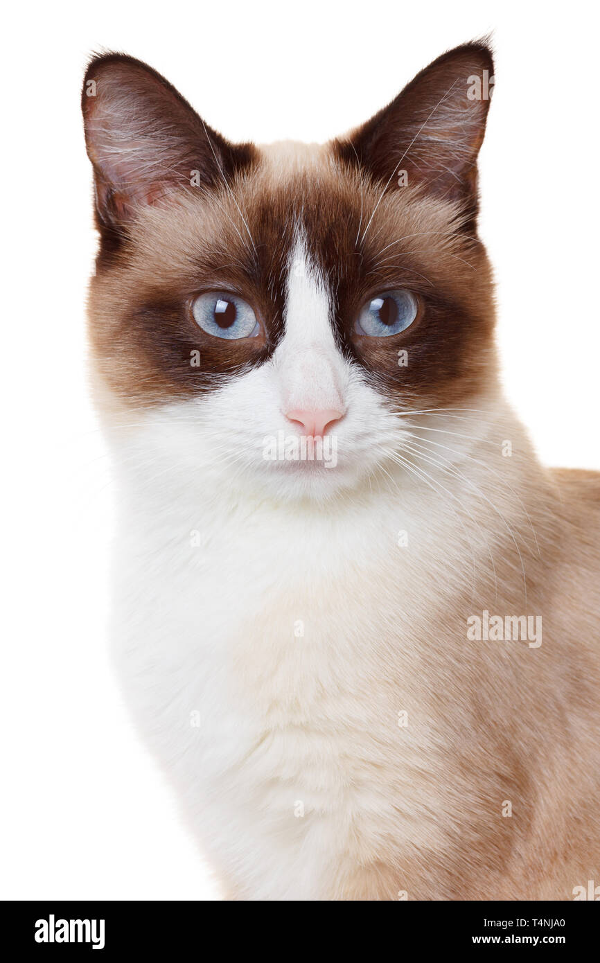 Cat portrait isolated on white Stock Photo - Alamy
