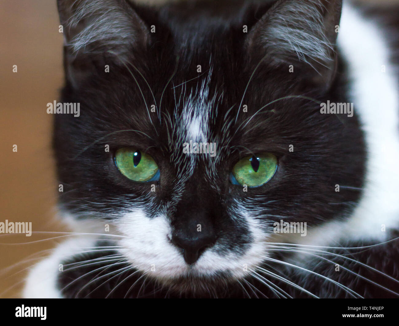 Portrait of a black and white cat looking straight to the camera with ...