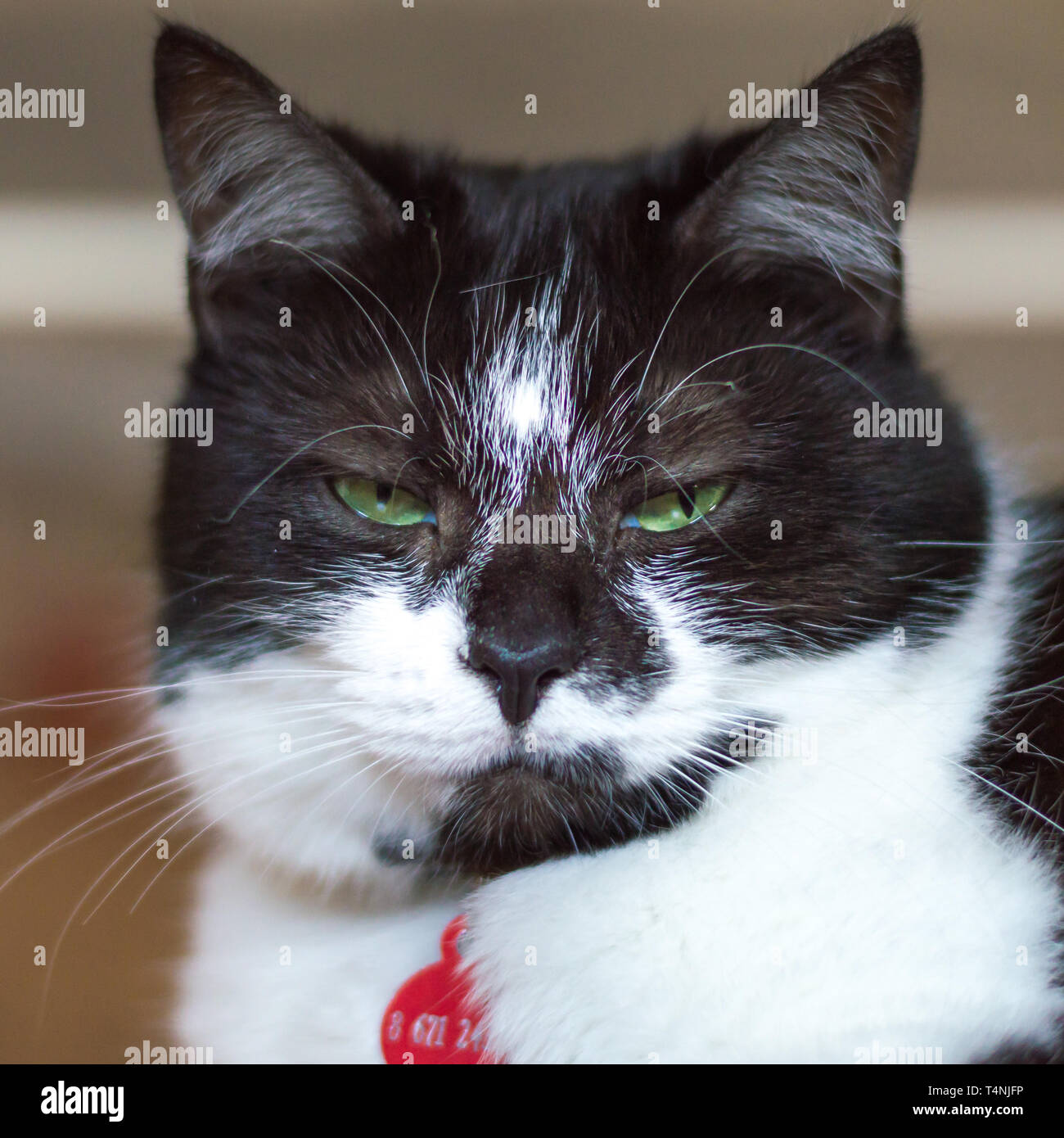 Portrait of a black and white cat looking straight to the camera with ...