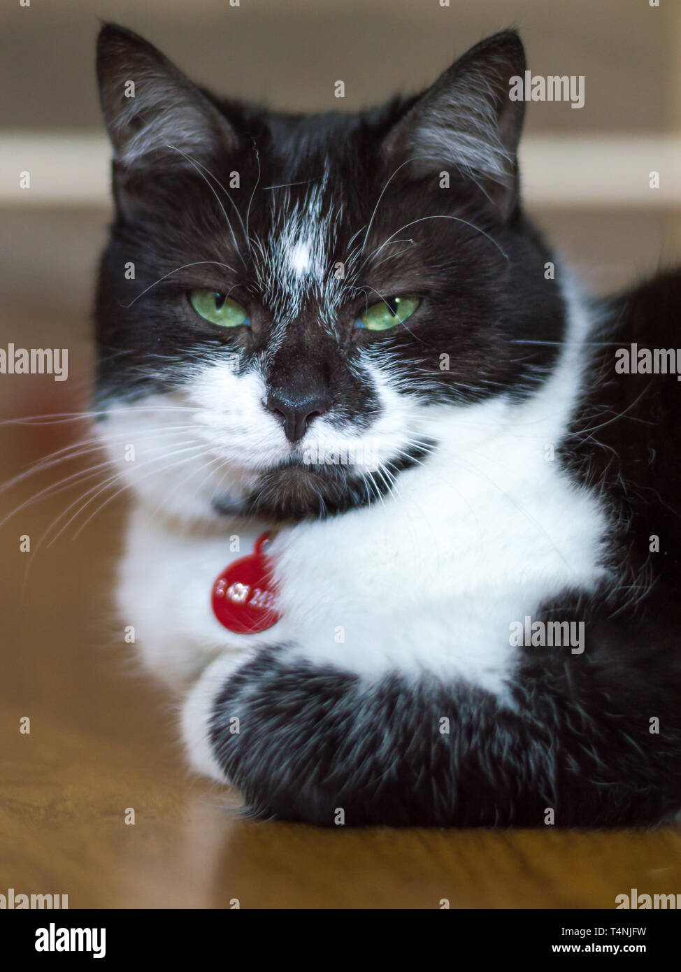 Portrait of a black and white cat looking straight to the camera with ...