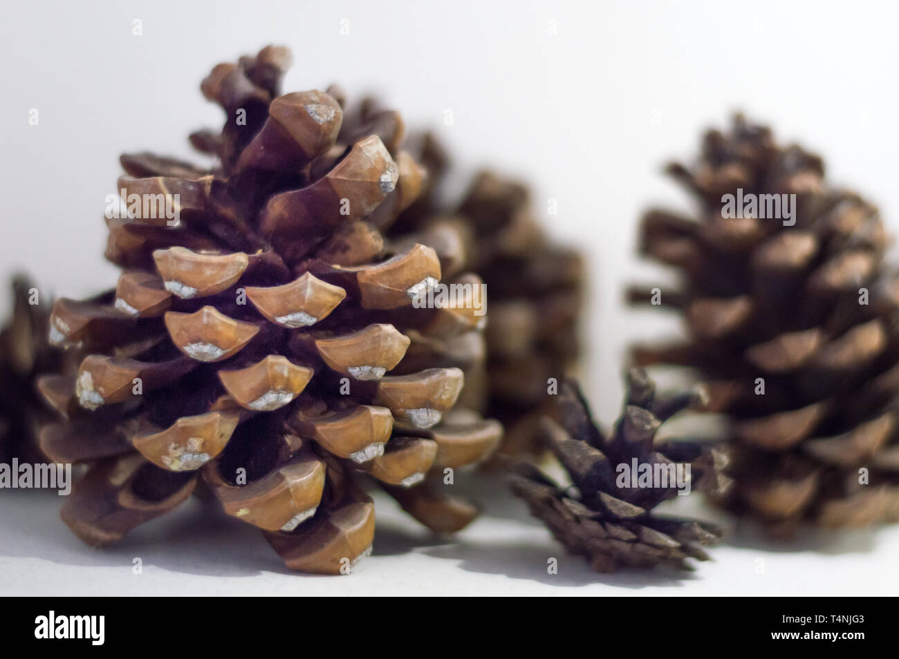 Premium Photo  A growing ripe small pine cones close-up