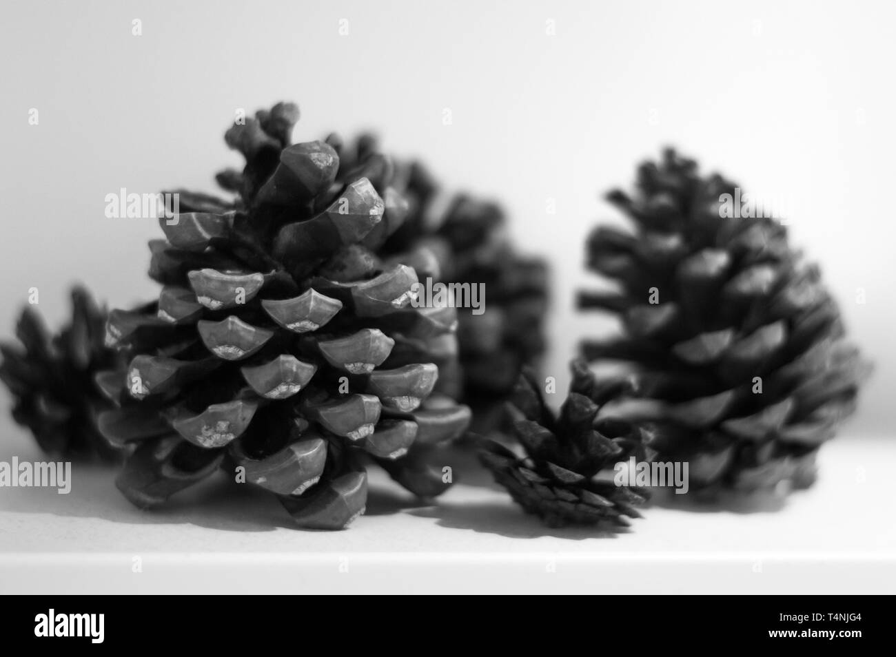 Many pine cones isolated in white background Stock Photo