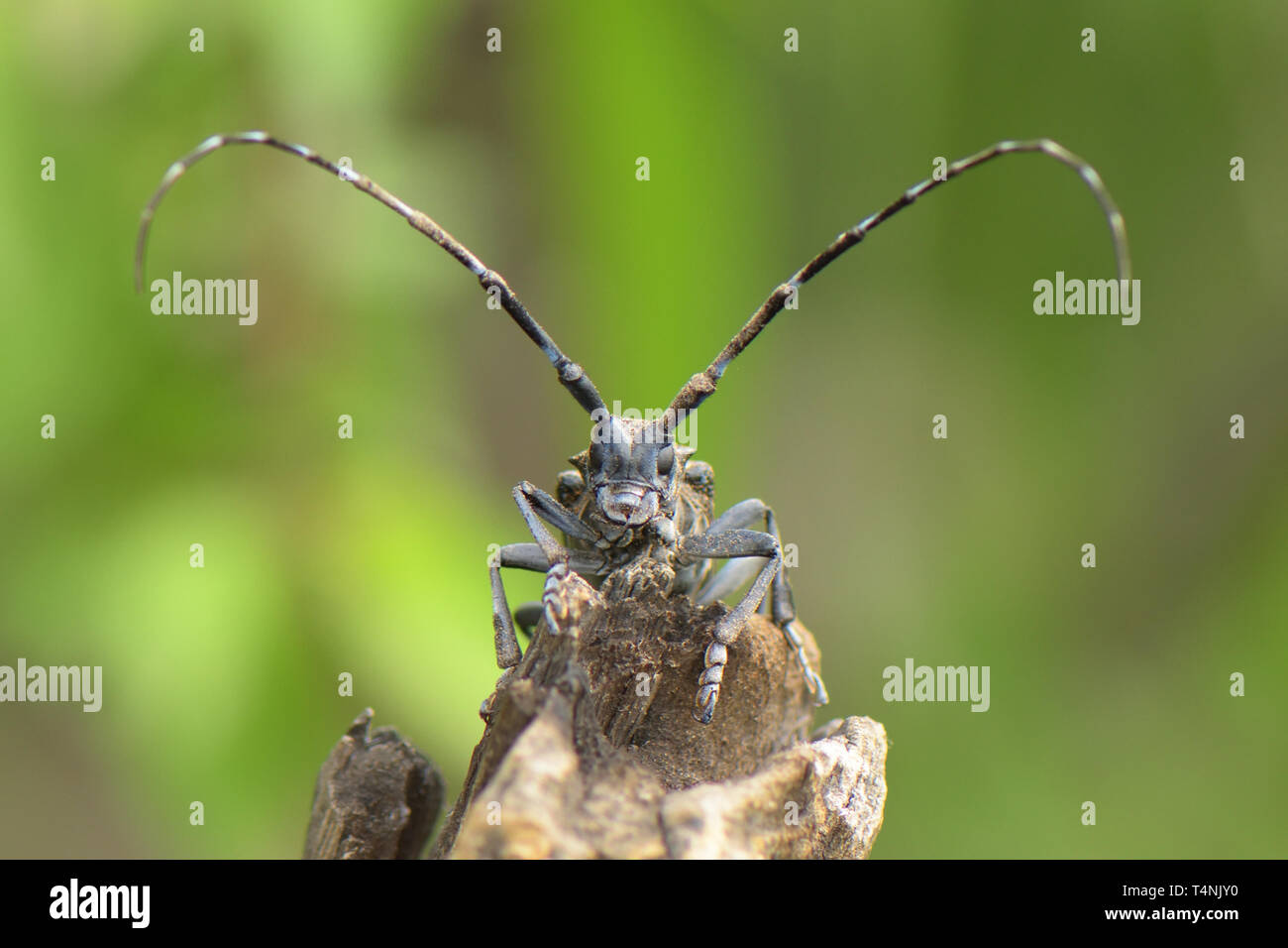 Longhorn Beetle (Cerambycidae sp.) resting on a log on the Great Wall of China Stock Photo