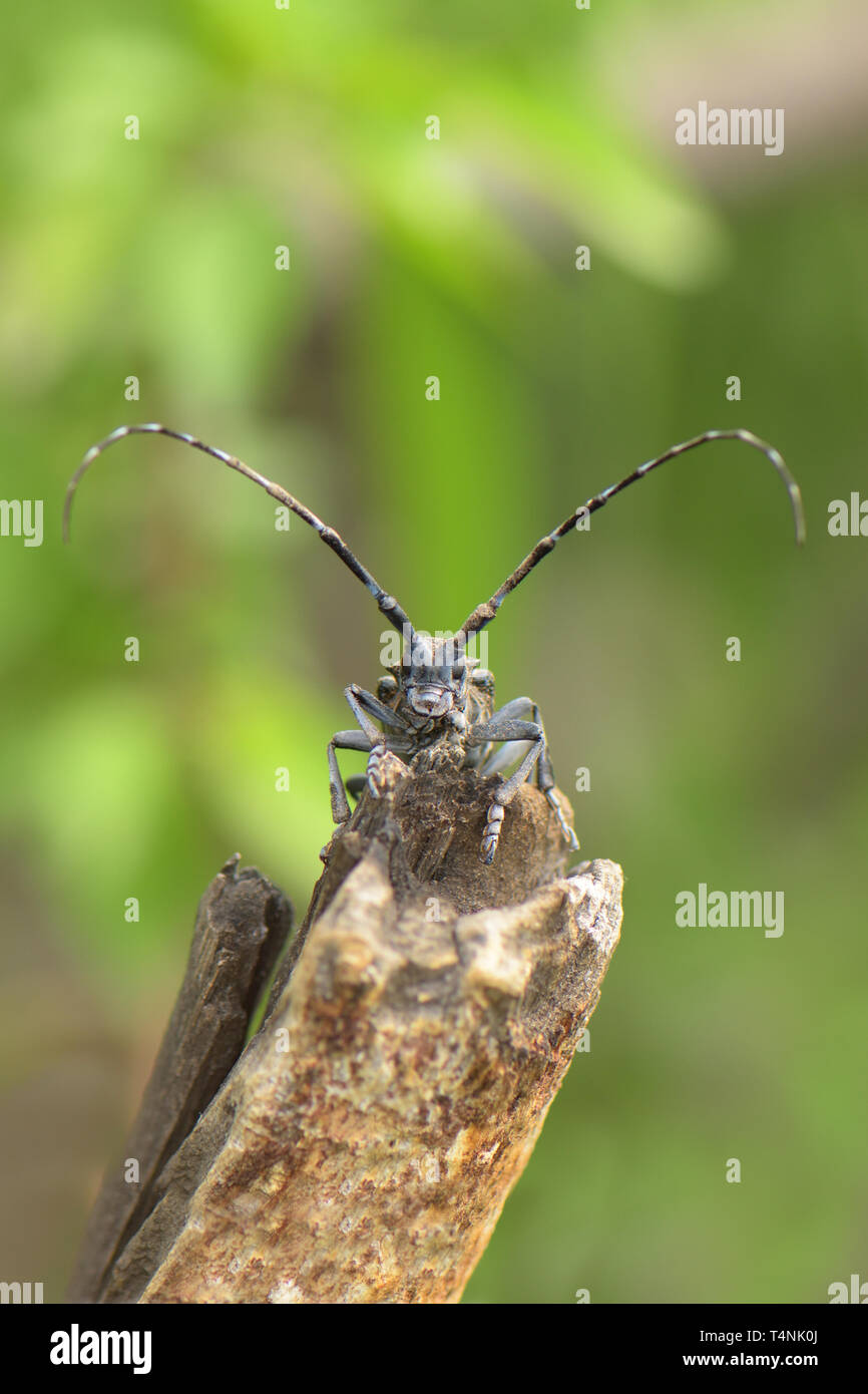 Longhorn Beetle (Cerambycidae sp.) resting on a log on the Great Wall of China Stock Photo