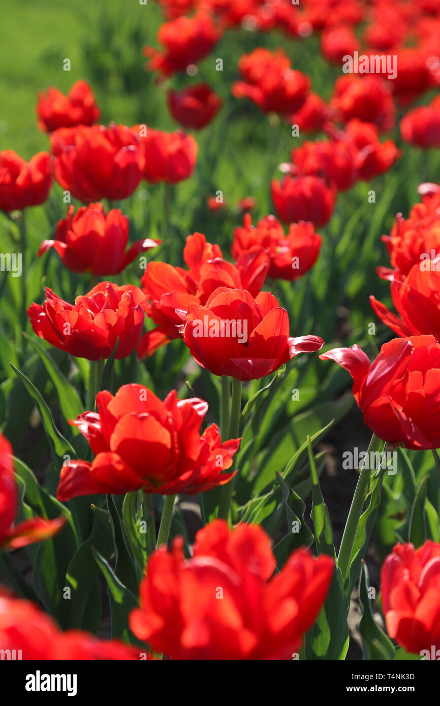 Nature background with beautiful bright red tulips Stock Photo - Alamy