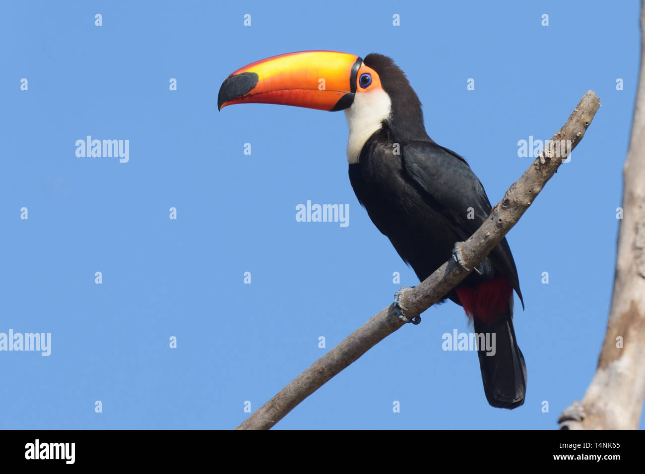 Toco Toucan (Ramphastos toco) in the Pantanal Stock Photo