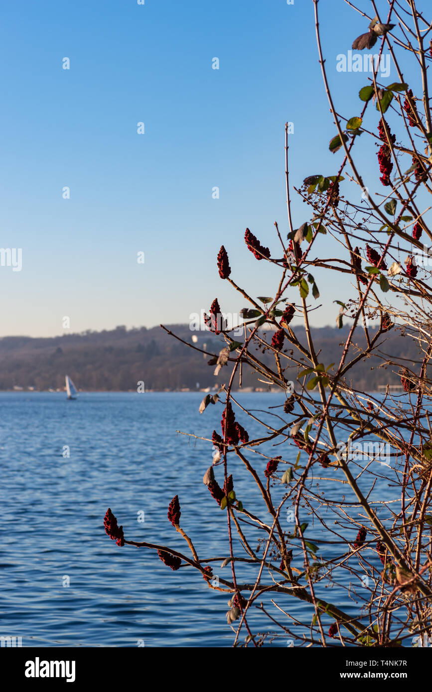 View through a bush over a lake, little sailboat in the background Stock Photo