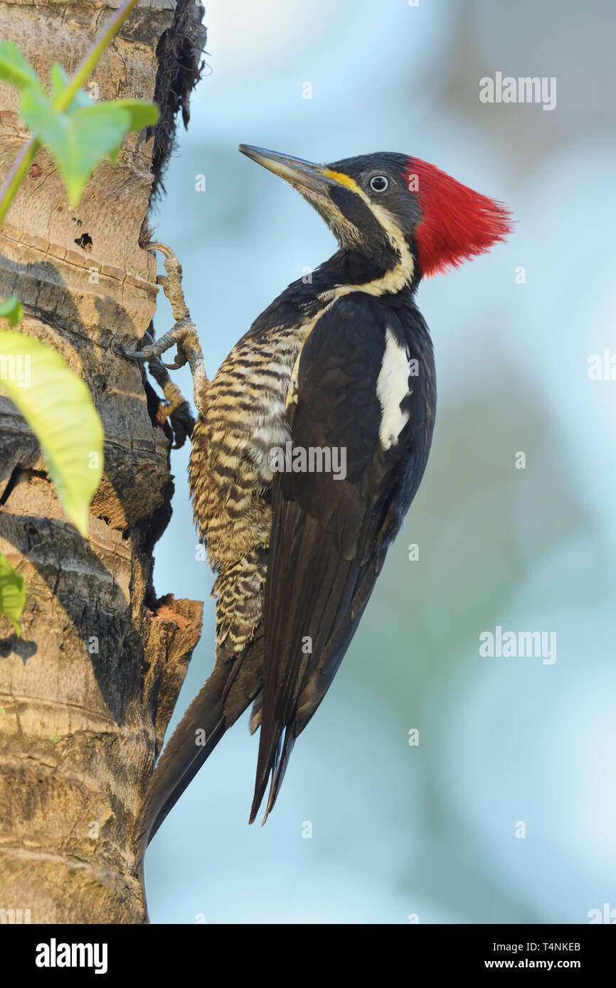 Female Lineated Woodpecker (Dryocopus lineatus) feeding on a dead  palm tree Stock Photo