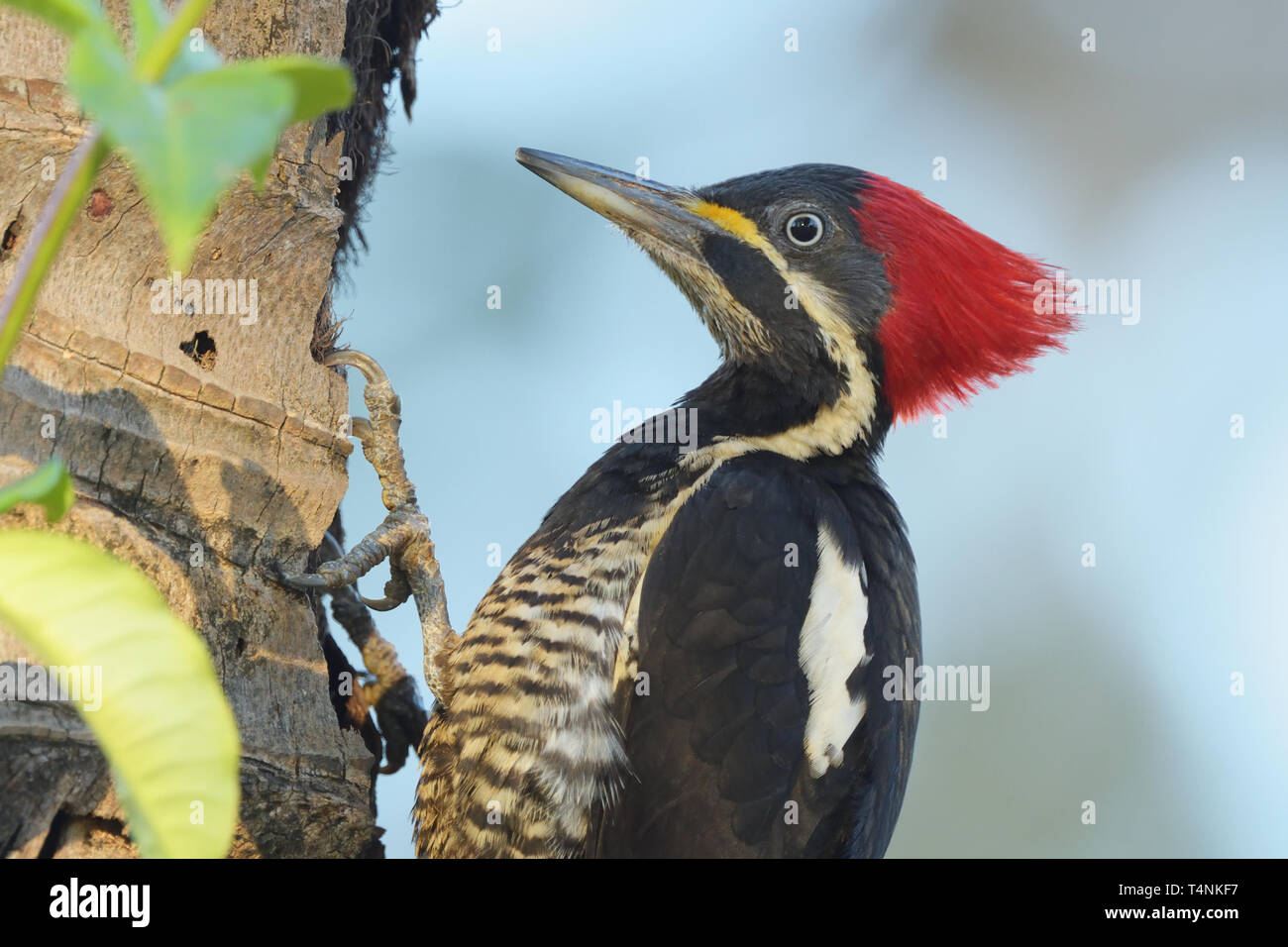 Female Lineated Woodpecker (Dryocopus lineatus) feeding on a palm tree Stock Photo