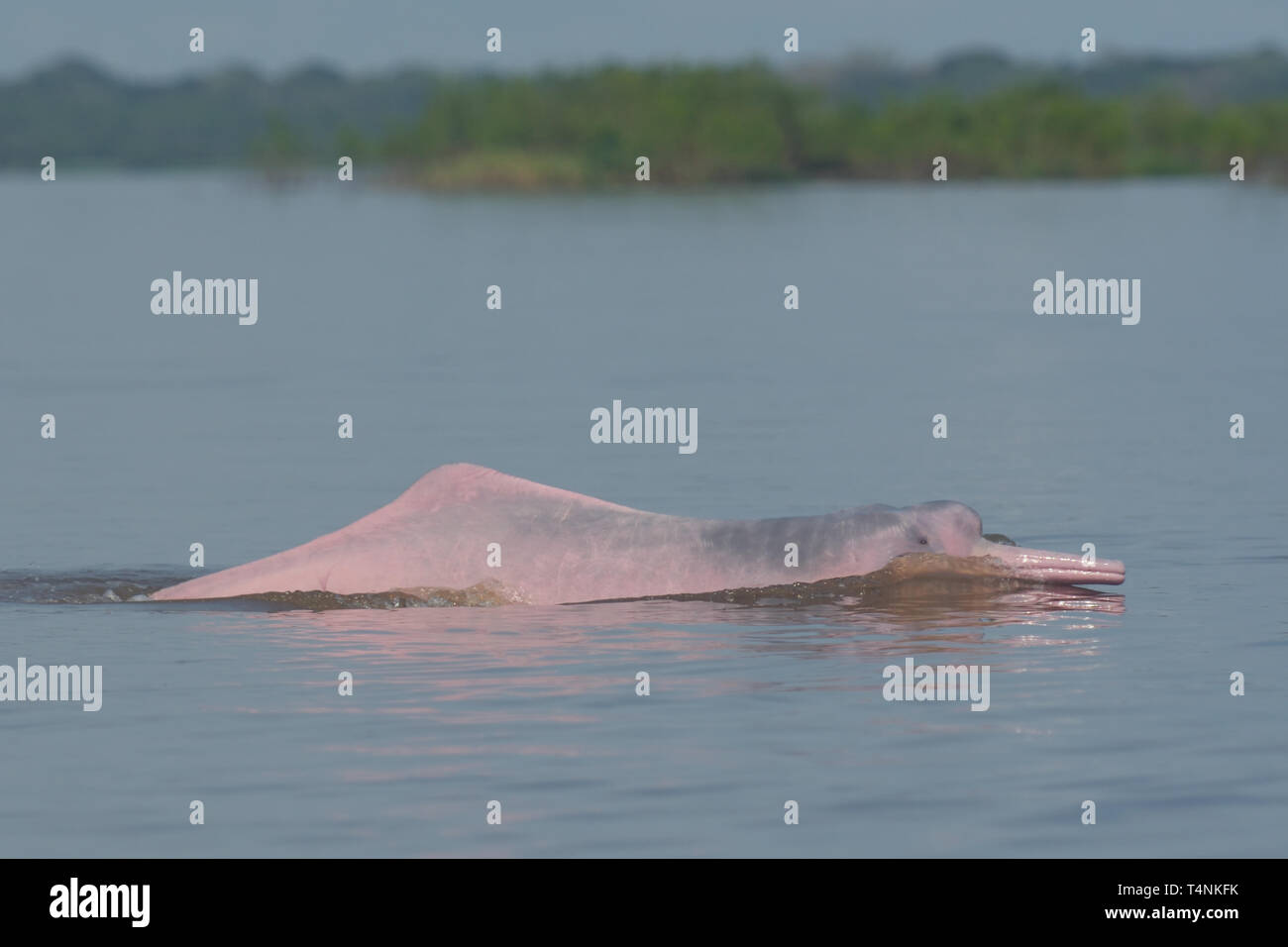 Amazan River Dolphin (Inia geoffrensis) in the River Amazon flooded forest Stock Photo